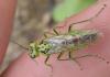 Rhogogaster sp.